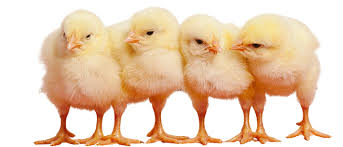 Day-Old Chicks
